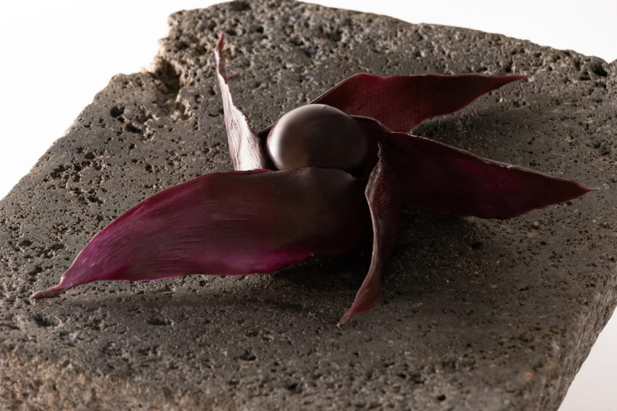 maiz negro colecciones pizca